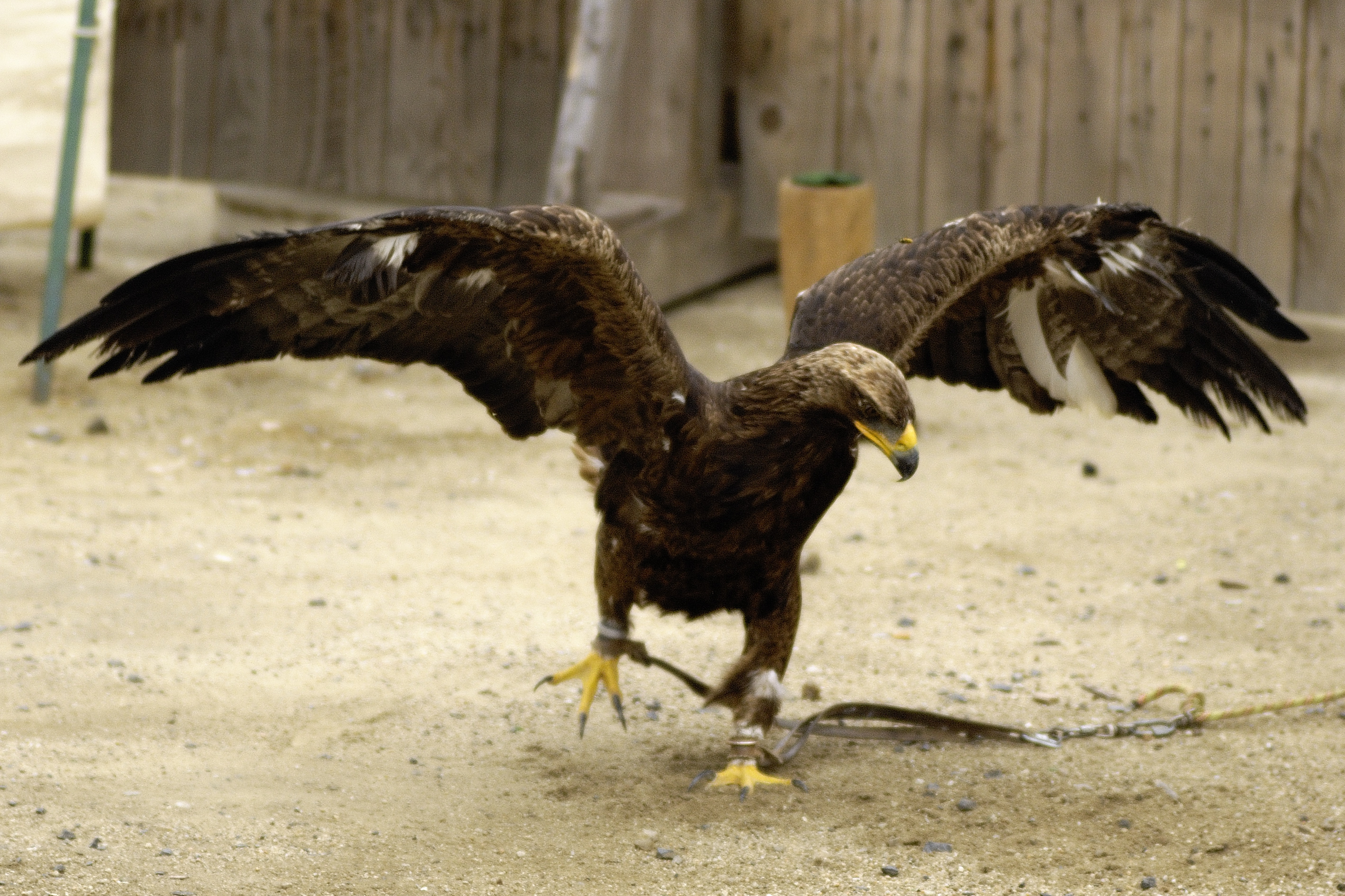 01 Aigle Ouvrant Ses Ailes Roi De Loiseau